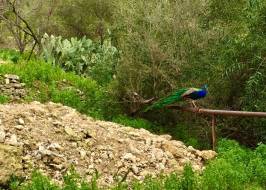 Limonlu - resort area of ​​Mersin by the sea - photo 19