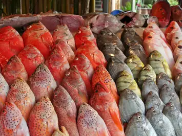 морская рыба морская рыба