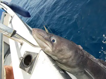 Мерсінде балық аулау